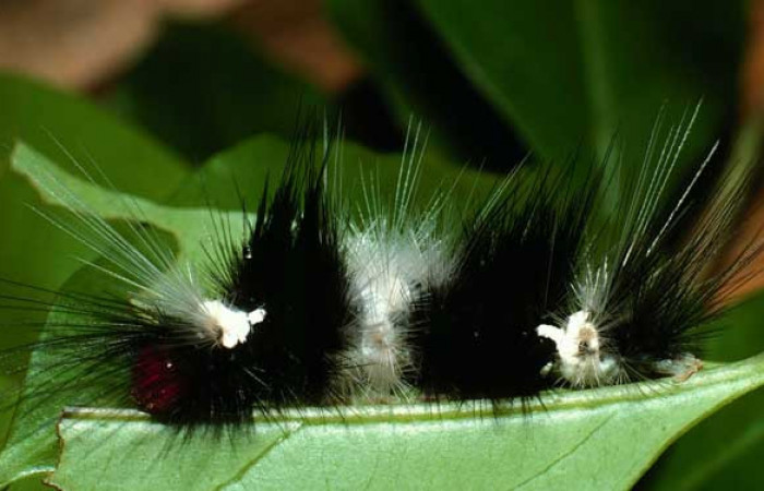 Parte lateral de <i>Scaptius vinasia</i></i> (Erebidae). Penúltimo estadio. Voucher: 02-SRNP-19716-DHJ70167.jpg.