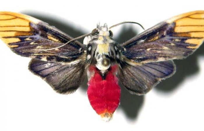 Adulto de <i>Scaptius vinasia</i></i> (Erebidae). Macho. Voucher: 07-SRNP-36188-DHJ376918.