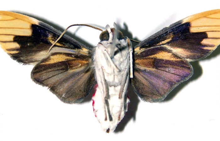 Adulto de <i>Scaptius vinasia</i></i> (Erebidae). Macho. Voucher: 03-SRNP-6222-DHJ92229.