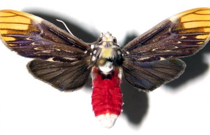 Adulto de <i>Scaptius vinasia</i></i> (Erebidae). Macho. Voucher: 03-SRNP-6222-DHJ92228.