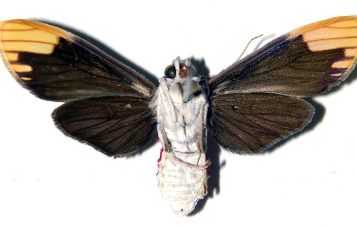 Adulto de <i>Scaptius vinasia</i></i> (Erebidae). Hembra. Voucher: 03-SRNP-6391-DHJ92227.