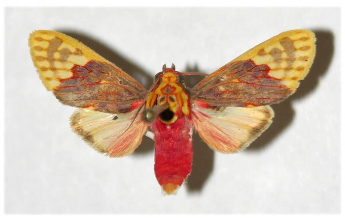 Adulto de <i>Scaptius obscurata</i></i> (Erebidae). Macho .Voucher: 04-SRNP-23801-DHJ316232.