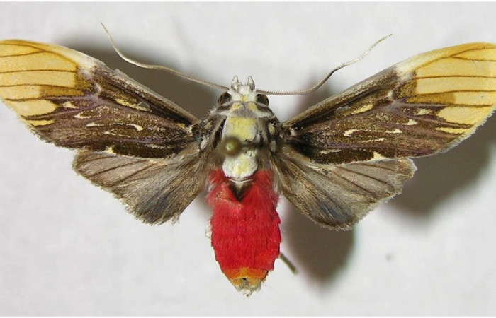 Adulto de <i>Scaptius vinasia</i></i> (Erebidae). Hembra. Voucher: 03-SRNP-6391-DHJ92226.
