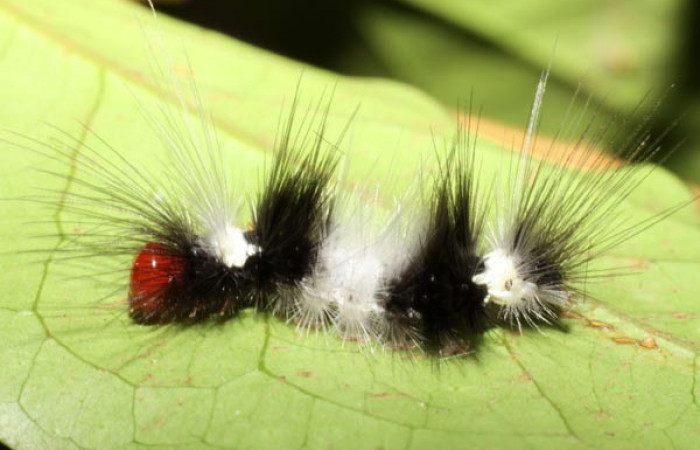 Parte dorsal de <i>Scaptius vinasia</i></i> (Erebidae). Penúltimo estadio. Voucher: 10-SRNP-35103-DHJ472304.jpg.