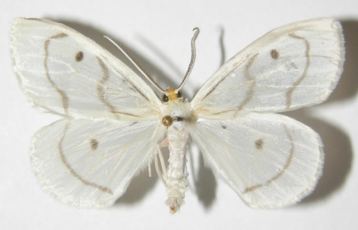 Figura 1. Adulto de <i>Leucula meganira</i></i> (Macho), vista dorsal (00-SRNP-11331-DHJ325458)