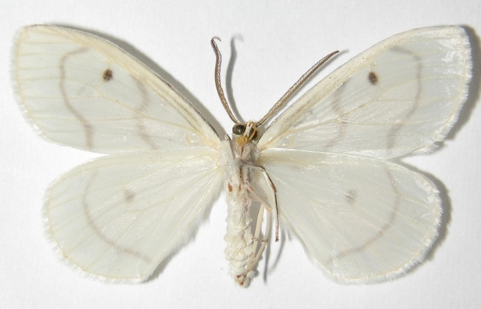 Figura 2. Adulto de <i>Leucula meganira</i></i> (Macho), vista ventral (00-SRNP-11331-DHJ325459)