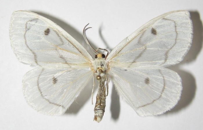 Figura 3. Adulto de <i>Leucula meganira</i></i> ( (hembra), vista dorsal (04-SRNP-3848-DHJ325460)