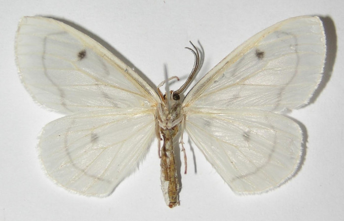 Figura 4. Adulto de <i>Leucula meganira</i></i> (hembra), vista ventral (04-SRNP-3848-DHJ325461)