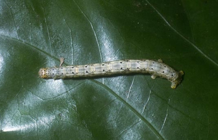 Figura 8. Larva <i>Leucula meganira</i></i>, Geometridae, vista dorsal (04-SRNP-3848-DHJ86166).