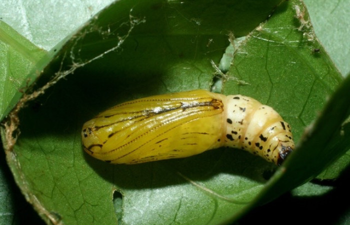 Figura 9. Pupa  <i>Leucula meganira</i></i>, Geometridae, vista lateral.(09-SRNP-56292-DHJ460249).