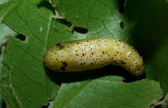 Figura 10. Pupa  <i>Leucula meganira</i></i>, Geometridae, vista lateral.(09-SRNP-56292-DHJ460252).