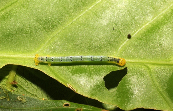 Figura 5. Larva <i>Leucula meganira</i></i>, Geometridae, vista dorsal (17-SRNP-35485-DHJ734433).