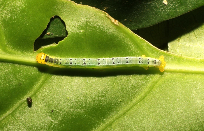 Figura 6. Larva <i>Leucula meganira</i></i>, Geometridae, vista dorsal cabeza. (17-SRNP-35485-DHJ734434).