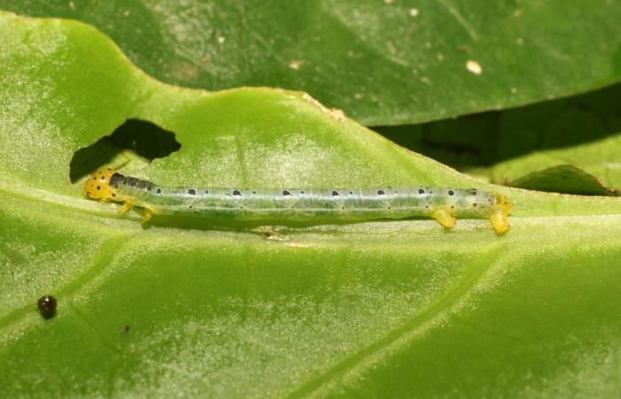 Figura 7. Larva <i>Leucula meganira</i></i>, Geometridae, vista lateral. (17-SRNP-35485-DHJ734435).