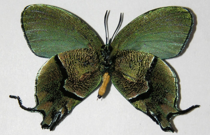 Fig. 10 Adulto <i>Arcas cypria</i></i> (Lycaenidae), vista ventral mide 40mm. Amonias, Sector Pitilla, 390m. 06-SRNP-30623-DHJ334933.