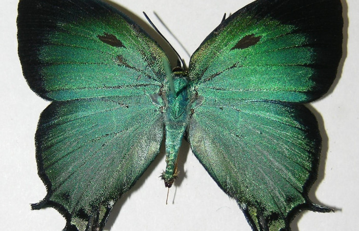 Fig. 11 Adulto <i>Arcas gozmanyi</i></i> (Lycaenidae), vista dorsal mide 20mm. Estacion Cacao, Sector Cacao, 1150m.10-SRNP-35334-DHJ526196.jpg