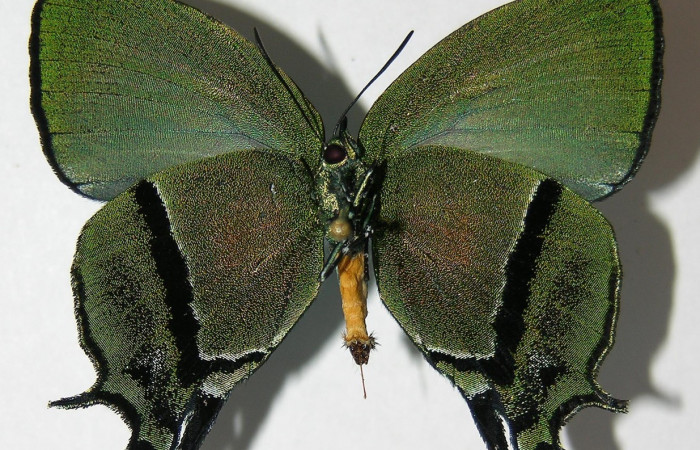Fig. 12 Adulto <i>Arcas gozmanyi</i></i> (Lycaenidae), vista ventral mide 20mm. Estacion Cacao, Sector Cacao, 1150m.10-SRNP-35334-DHJ526197.jpg