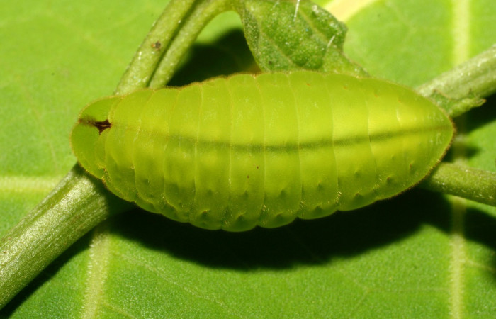 Fig. 1 Larva <i>Arcas cypria</i></i> (Lycaenidae), vista dorsal mide 20mm. Amonias, Sector Pitilla, 390m. 08-SRNP-31986-DHJ440818.jpg