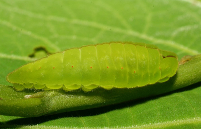 Fig. 2 Larva <i>Arcas cypria</i></i> (Lycaenidae), vista dorsal mide 20mm. Amonias, Sector Pitilla, 390m. 08-SRNP-31986-DHJ440822.