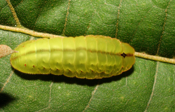 Fig. 3 Larva <i>Arcas gozmanyi</i></i> (Lycaenidae), vista dorsal mide 20mm. Estacion Cacao, Sector Cacao, 1150m.10-SRNP-35334-DHJ473699.jpg