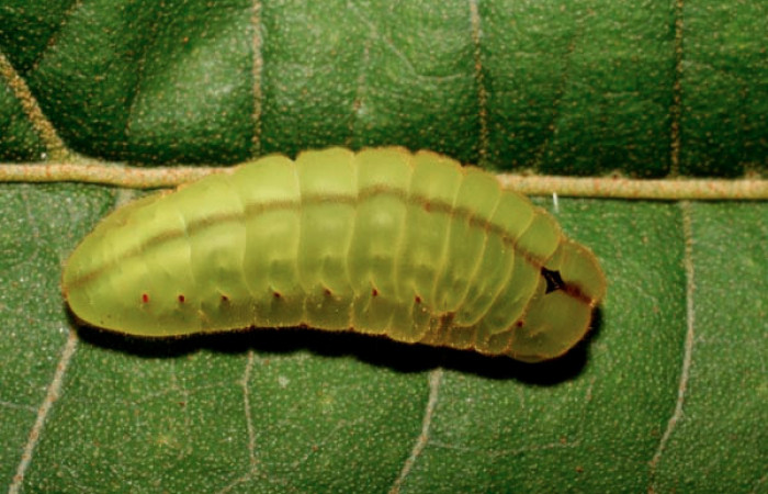 Fig. 4 Larva <i>Arcas gozmanyi</i></i> (Lycaenidae), vista dorsal mide 20mm. Estacion Cacao, Sector Cacao, 1150m.10-SRNP-35334-DHJ473700.jpg