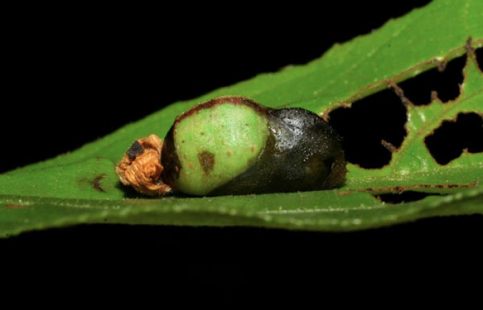 Fig. 5 Pupa <i>Arcas cypria</i></i> (Lycaenidae), vista dorsal mide 14mm. Amonias, Sector Pitilla, 390m. 06-SRNP-30623-DHJ412311.
