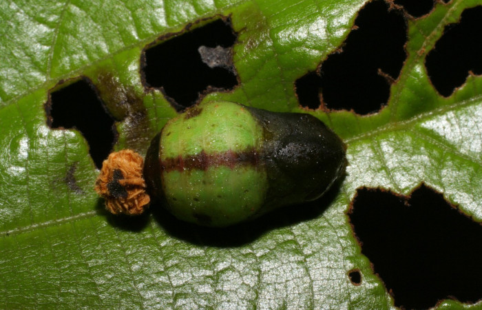 Fig. 6 Pupa <i>Arcas cypria</i></i> (Lycaenidae), vista dorsal mide 14mm. Amonias, Sector Pitilla, 390m. 06-SRNP-30623-DHJ412312.
