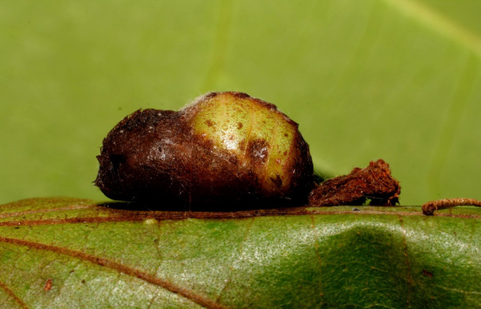 Fig. 7 Pupa <i>Arcas gozmanyi</i></i> (Lycaenidae), vista dorsal mide 20mm. Estacion Cacao, Sector Cacao, 1150m.10-SRNP-35334-DHJ473705.jpg