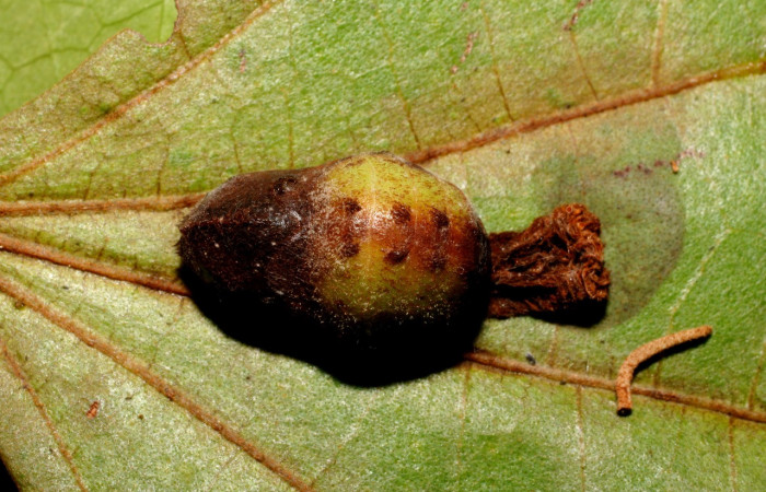 Fig. 8 Pupa <i>Arcas gozmanyi</i></i> (Lycaenidae), vista dorsal mide 20mm. Estacion Cacao, Sector Cacao, 1150m.10-SRNP-35334-DHJ473706.jpg