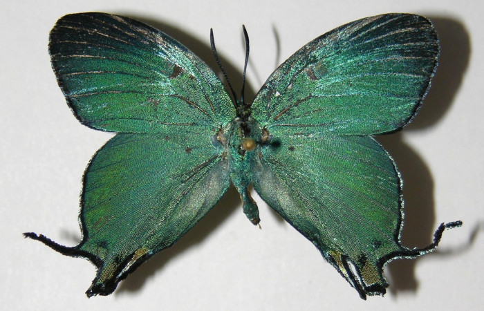 Fig. 9 Adulto <i>Arcas cypria</i></i> (Lycaenidae), vista dorsal mide 40mm. Amonias, Sector Pitilla, 390m. 06-SRNP-30623-DHJ334932.