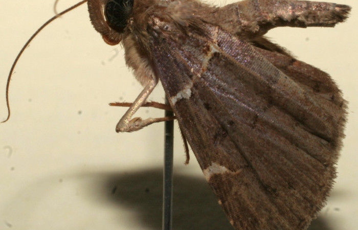   Fig.1  Adulto <i>Antiblemma anguinea</i></i> mostrando  parte frontal de la prosbosis caracter importante de la familia Erebidae. Voucher: 10-SRNP-101824-DHJ646699.jpg