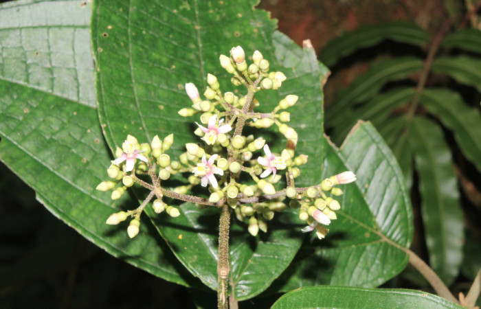 Fig.2 <i>Conostegia micrantha</i></i> planta hospedera de <i>Antiblemma anguinea</i></i> Estación Pitilla, Mayo 2017, foto Calixto Moraga