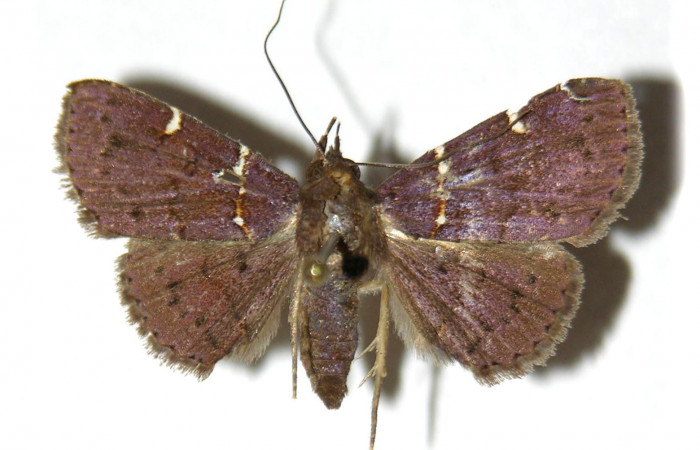   Fig.3  Adulto <i>Antiblemma anguinea</i></i> dorsal. Voucher: 04-SRNP-3993-DHJ315374.jpg