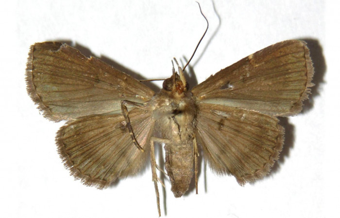 Fig.4 Adulto <i>Antiblemma anguinea</i></i>  ventral. Voucher: 04-SRNP-3993-DHJ315375.jpg