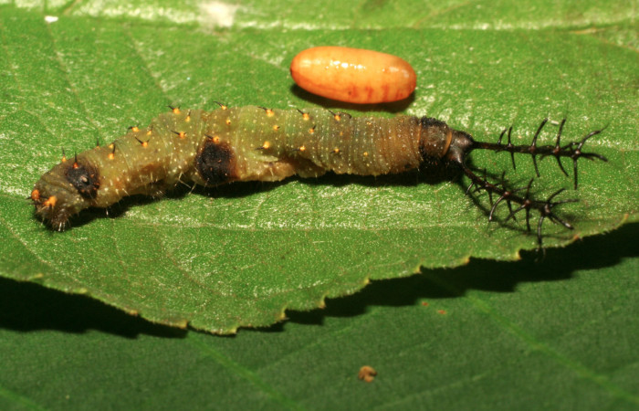 Fig 10. Pupario de la familia Tachinidae que salió de larva <i>Directoria marchaliii</i></i> (Nymphalidae). Medrano, Sector Pitilla, 380m. 11-SRNP-72426-DHJ484809.