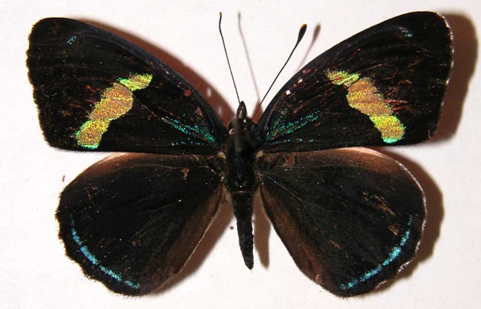 Fig 2. Vista ventral adulto <i>Diaethria marchalii</i></i> (Nymphalidae), mide 42mm. Rio Blanco Abajo, Sector San Cristóbal, 500m. 00-SRNP-12212-DHJ34181.