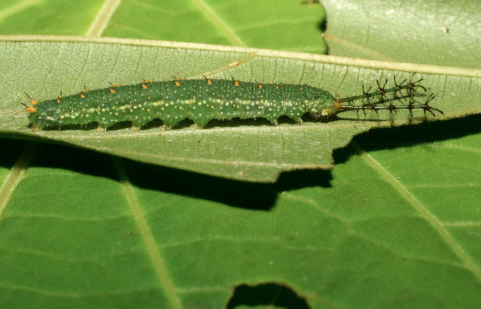  Fig 3. Larva vista dorsal <i>Diaethria marchalii</i></i>, (Nymphalidae), mide 42mm Amonias, Sector Pitilla, 390m. 08-SRNP-31895-DHJ440749.