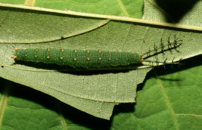  Fig 4. Larva vista dorsal <i>Diaethria marchalii</i></i> (Nymphalidae), mide 42mm. Amonias, Sector Pitilla, 390m. 08-SRNP-31895-DHJ4407450.