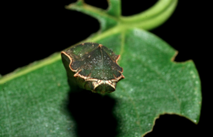 Fig 5. Vista lateral rear pupa <i>Diaethria marchalii</i></i> (Nymphalidae). Amonias, Sector Pitilla, 390m. 08-SRNP-31884-DHJ445512.