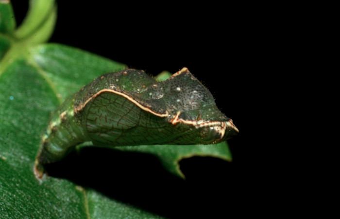 Fig 6. Vista lateral rear pupa <i>Diaethria marchalii</i></i> (Nymphalidae). Amonias, Sector Pitilla, 390m. 08-SRNP-31884-DHJ445513.