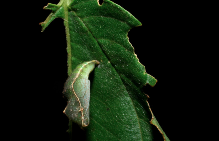  Fig 8. Vista dorsal pupa <i>Diaethria marchalii</i></i> (Nymphalidae), mide 42mm. Amonias ,Sector Pitilla, 390m. 08-SRNP-31884-DHJ445516.