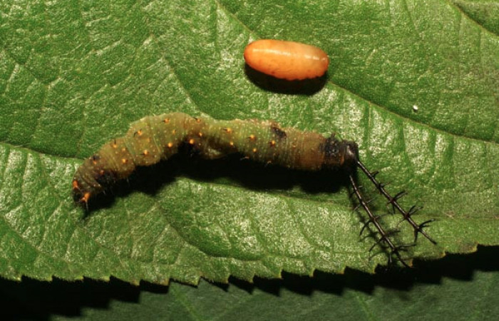  Fig 9. Pupario de la familia que Tachinidae salió de larva <i>Directoria marchalii</i></i> (Nymphalidae). Medrano, Sector Pitilla, 380m. 11-SRNP-72426-DHJ484810.