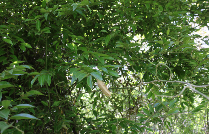 Fig.10 Planta adulta <i>Securidaca sylvestris</i></i>, (Polygalaceae), hospedera  <i>Yidalpta</i></i> auragalisDHJ02, (Erebidae), Sector Mundo Nuevo,Punta Plancha, Foto, Elieth Cantillano  09 Agosto 2021.
