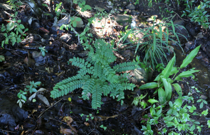 Fig.11 Planta joves <i>Securidaca sylvestris</i></i>, (Polygalaceae), hospedera  <i>Yidalpta</i></i> auragalisDHJ02, (Erebidae), Sector Mundo Nuevo,Punta Plancha, Foto, Jose Cortes 09 Agosto 2021.
