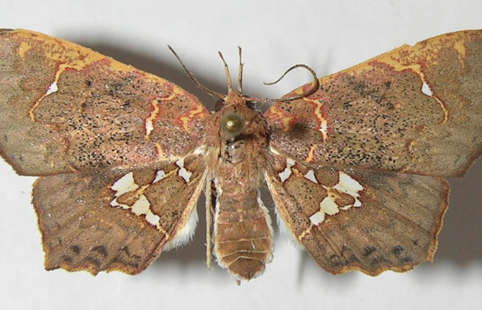 Fig.1 Vista dorsal de hembra, <i>Yidalpta</i></i> auragalisDHJ02 (Erebidae), eclosionó 11 julio 2011, Sector Brasilia, Gallinazo, 360mts. (11-SRNP-65419-DHJ547846.jpg).