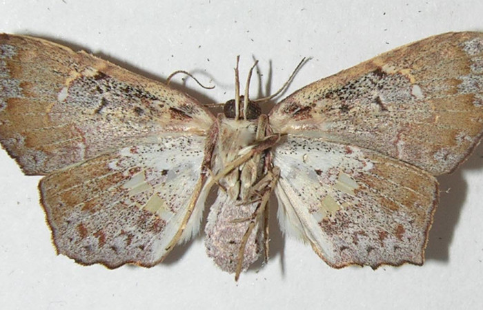 Fig.2 Vista ventral de hembra, <i>Yidalpta</i></i> auragalisDHJ02 (Erebidae), eclosionó 11 julio 2011, Sector Brasilia, Gallinazo, 360mts. (11-SRNP-65419-DHJ547847.jpg.)