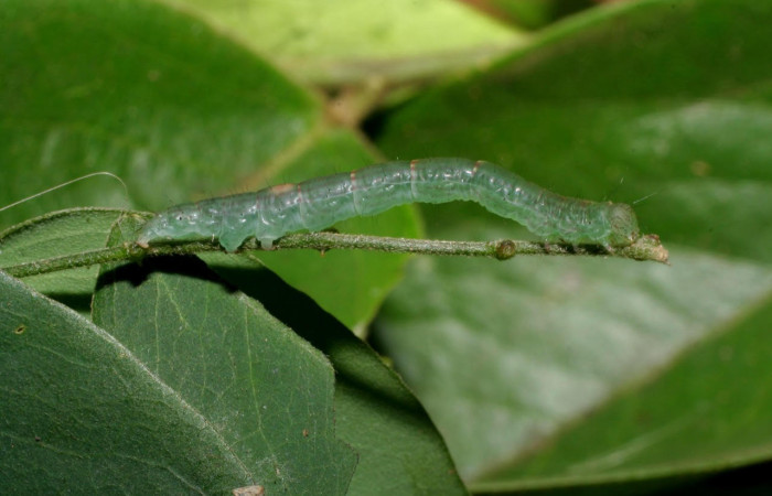 Fig.3 vista lateral de larva <i>Yidalpta</i></i> auragalisDHJ02, (Erebidae) se colectó 19 de Noviembre 2006, Sector El Hacha, Estación Los Almendros, 290mts. (06-SRNP-60071-DHJ418006.jpg).