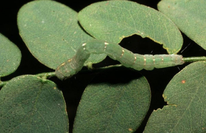 Fig.4 Vista dorsal de larva <i>Yidalpta</i></i> auragalisDHJ02, (Erebidae) se colectó 02 de marzo 2007, Sector El Rincon Rains Forest, Laureles, 95mts. (07-SRNP-40613-DHJ420243.jpg).