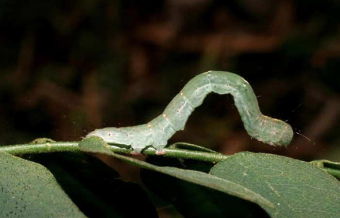 Fig.5 Vista lateral de larva <i>Yidalpta</i></i> auragalisDHJ02, (Erebidae) se colectó 02 de marzo 2007, Sector El Rincon Rains Forest, Laureles, 95mts.(07-SRNP-40613-DHJ420245.jpg).