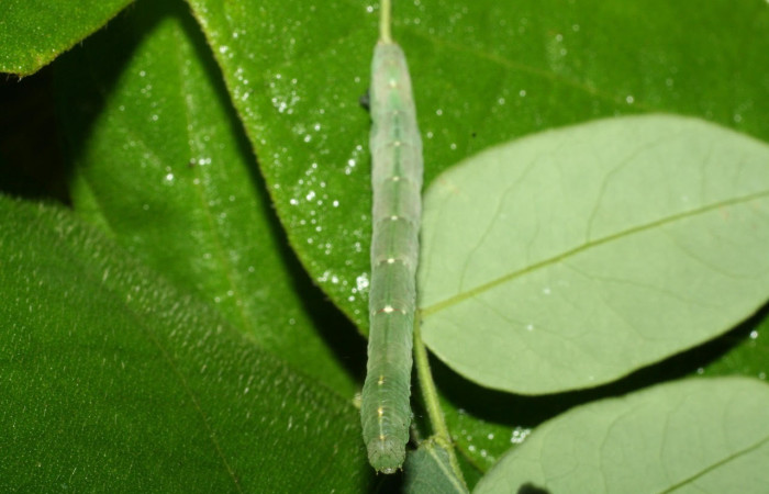Fig.6 Vista dorsal de larva <i>Yidalpta</i></i> auragalisDHJ02, (Erebidae) se colectó 18 de junio 2012, Sector El Hacha, Estación Los Almendros, 290mts(12-SRNP-21093-DHJ493261.jpg).